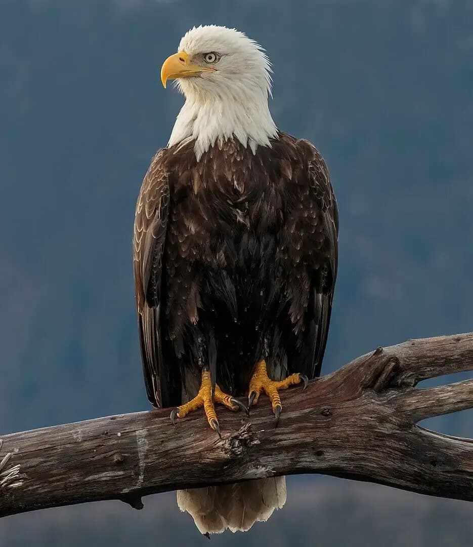 Foto de Pigarg americà