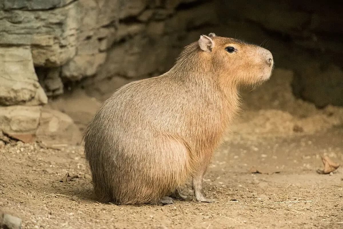 Foto de Capibara
