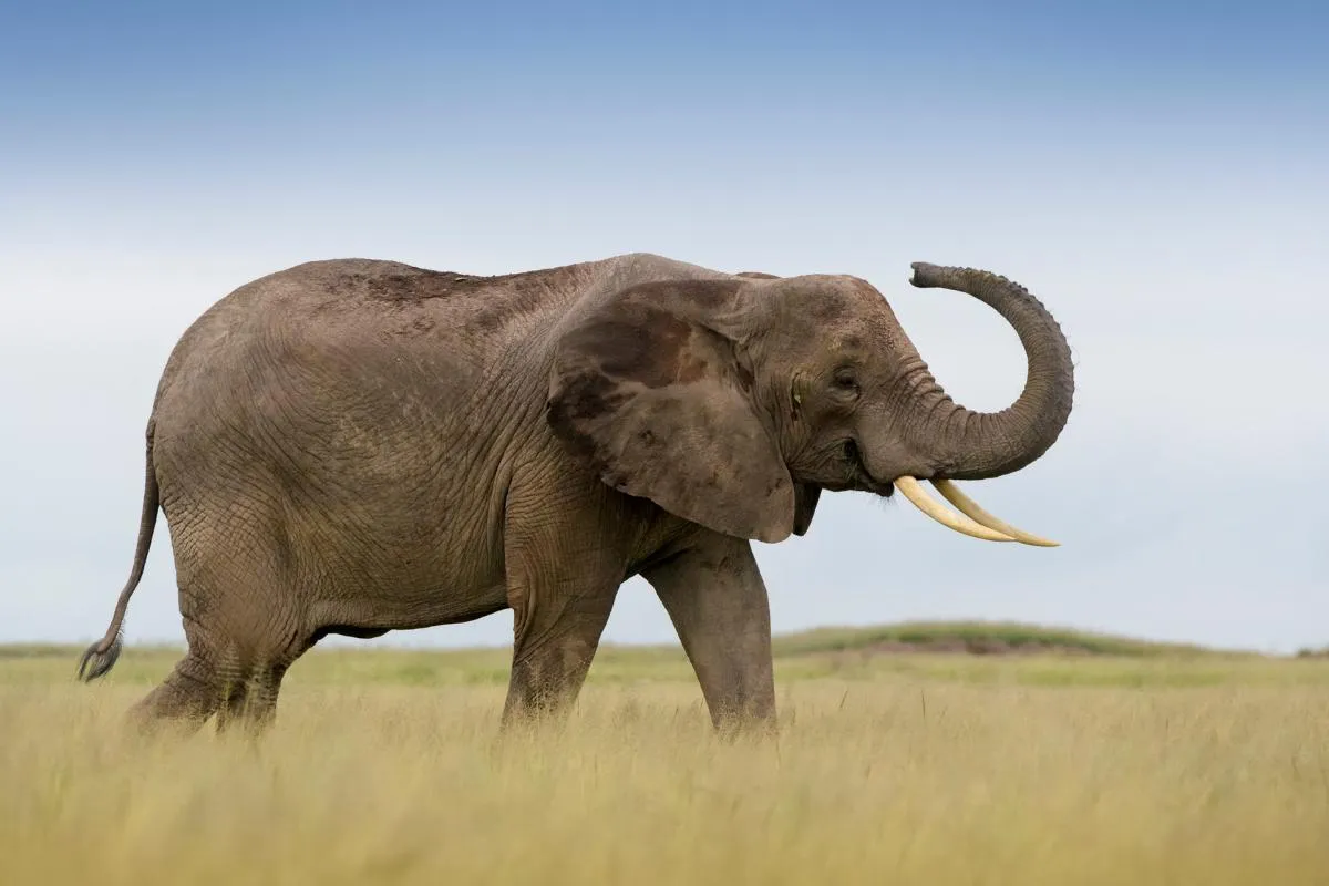 Foto de Elefant africà