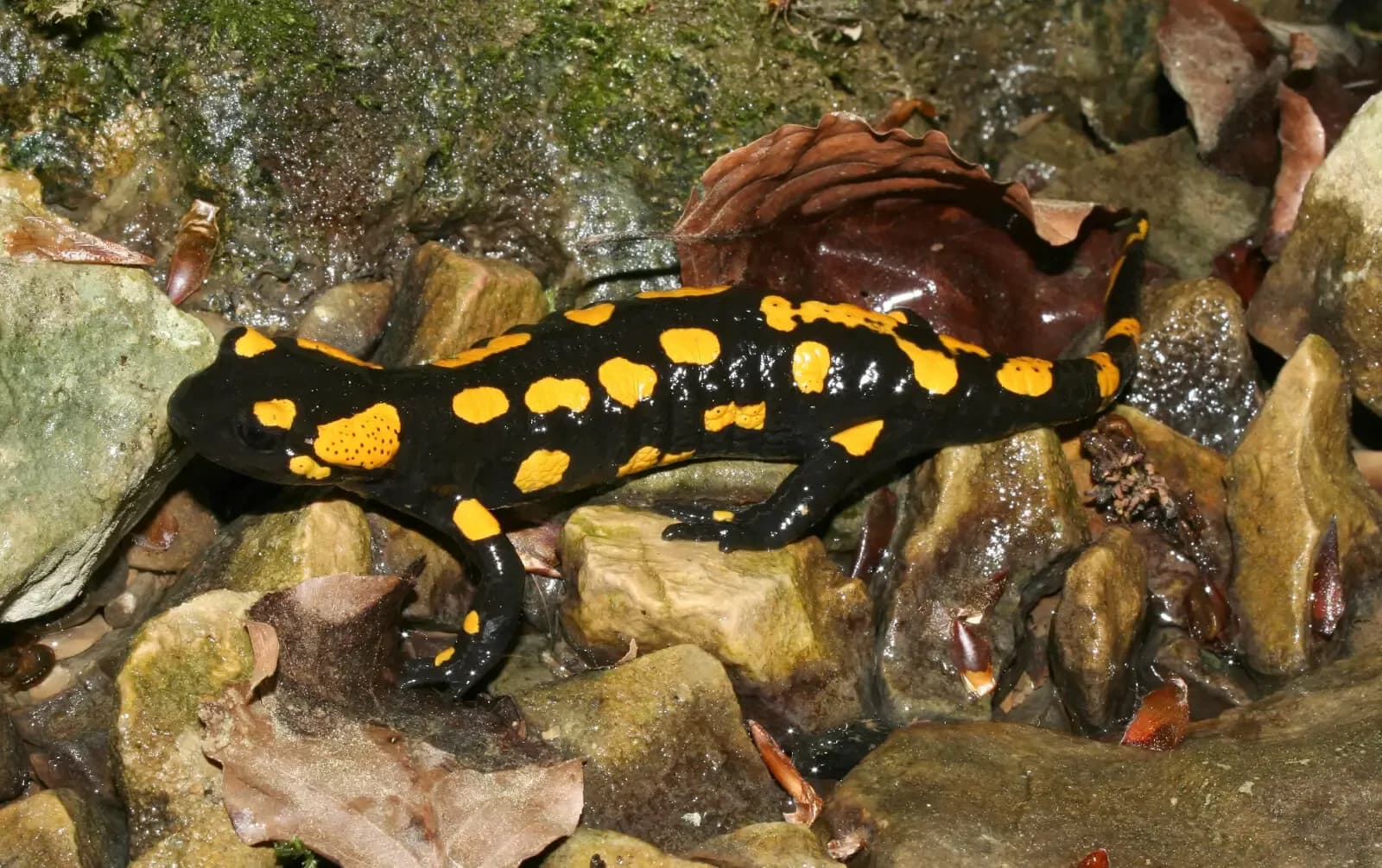 Foto de Salamandra comuna
