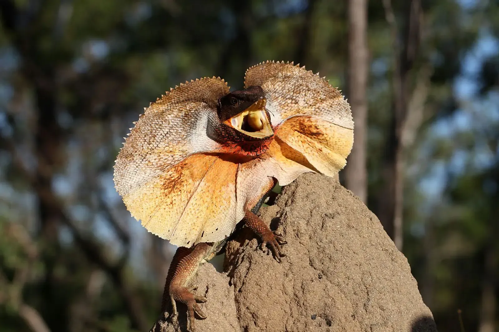 Foto de Clamidosaure
