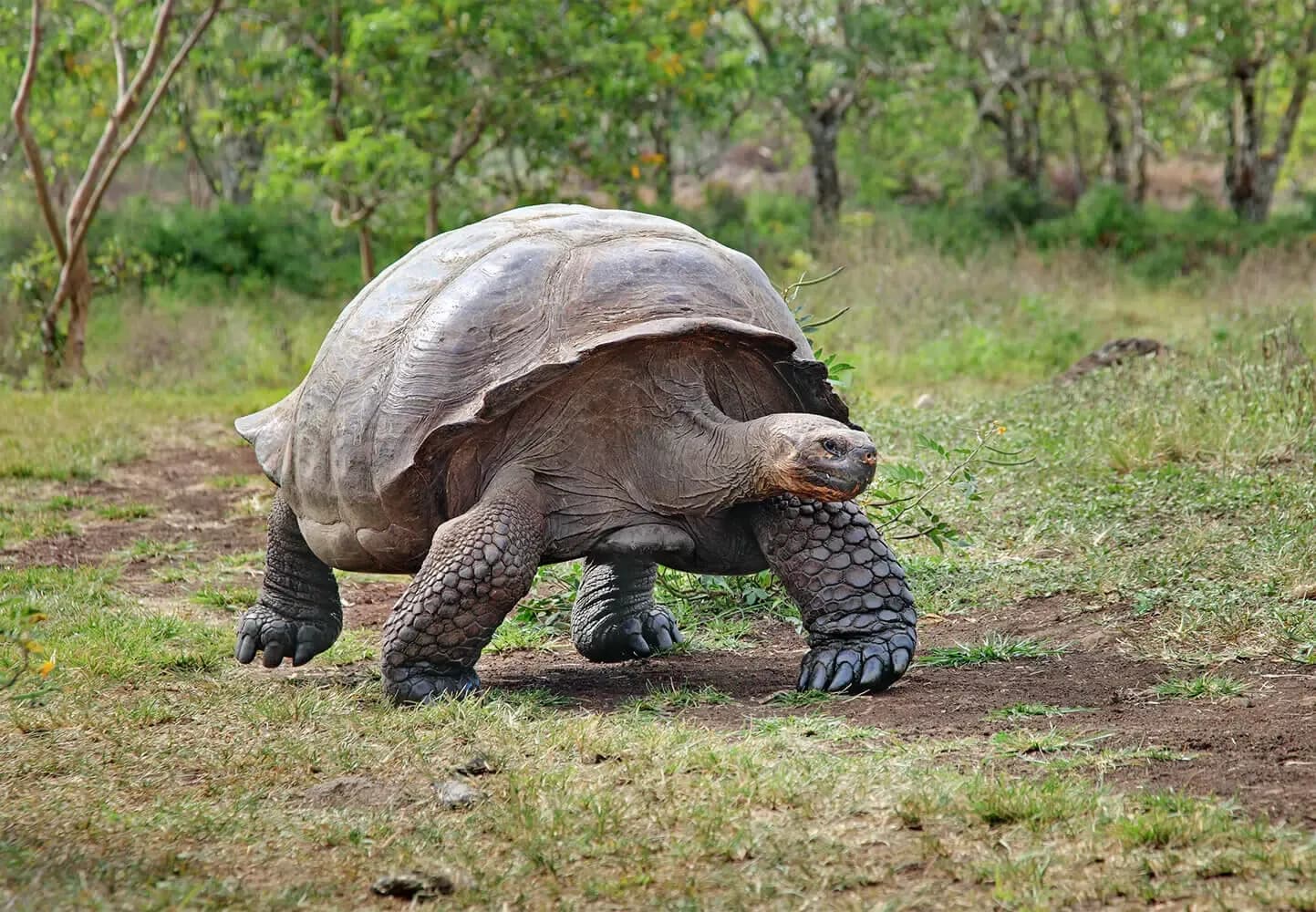 Foto de Tortuga gegant de Santa Cruz