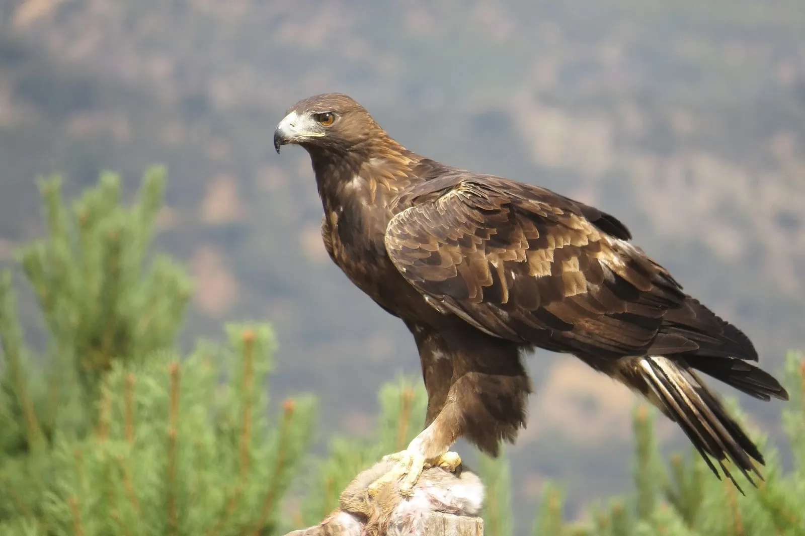 Foto de Àguila daurada