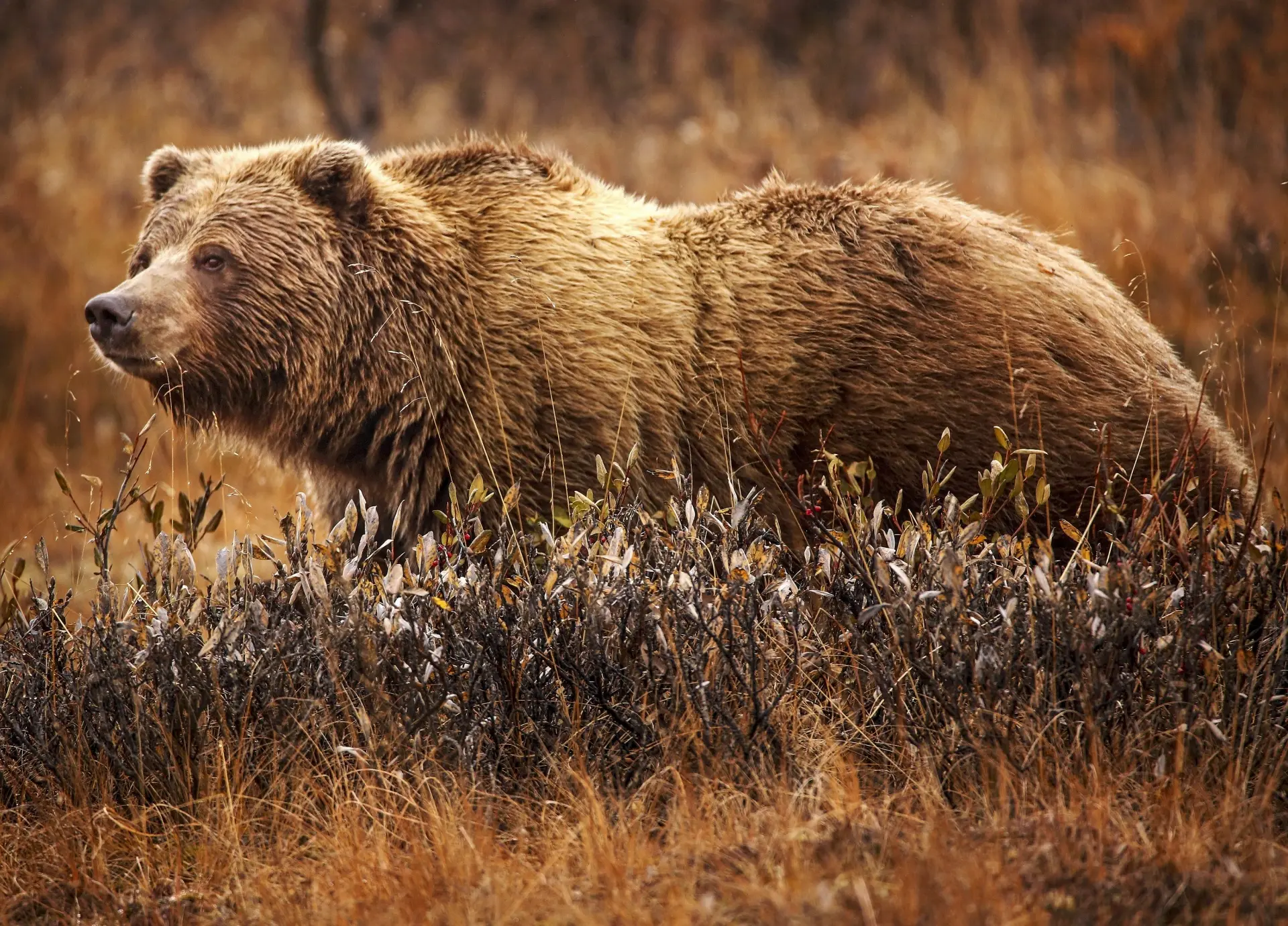 Foto de Ós grizzly