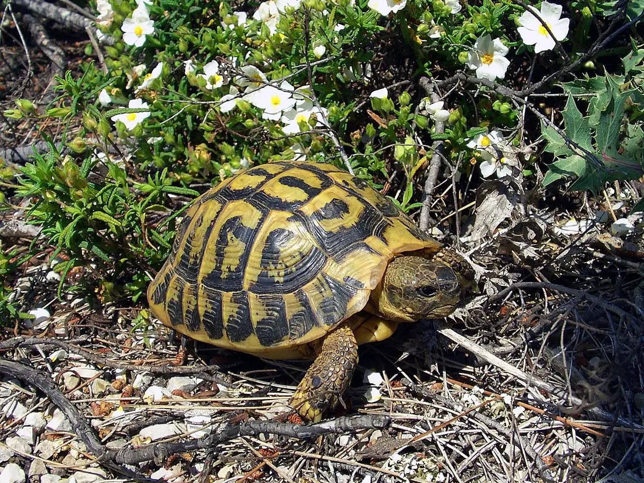 Foto de Tortuga mediterrània