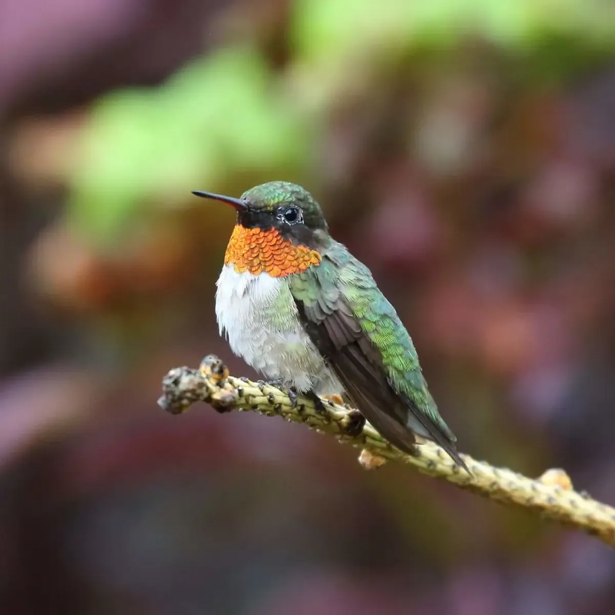 Foto de Colibrí gorja de robí