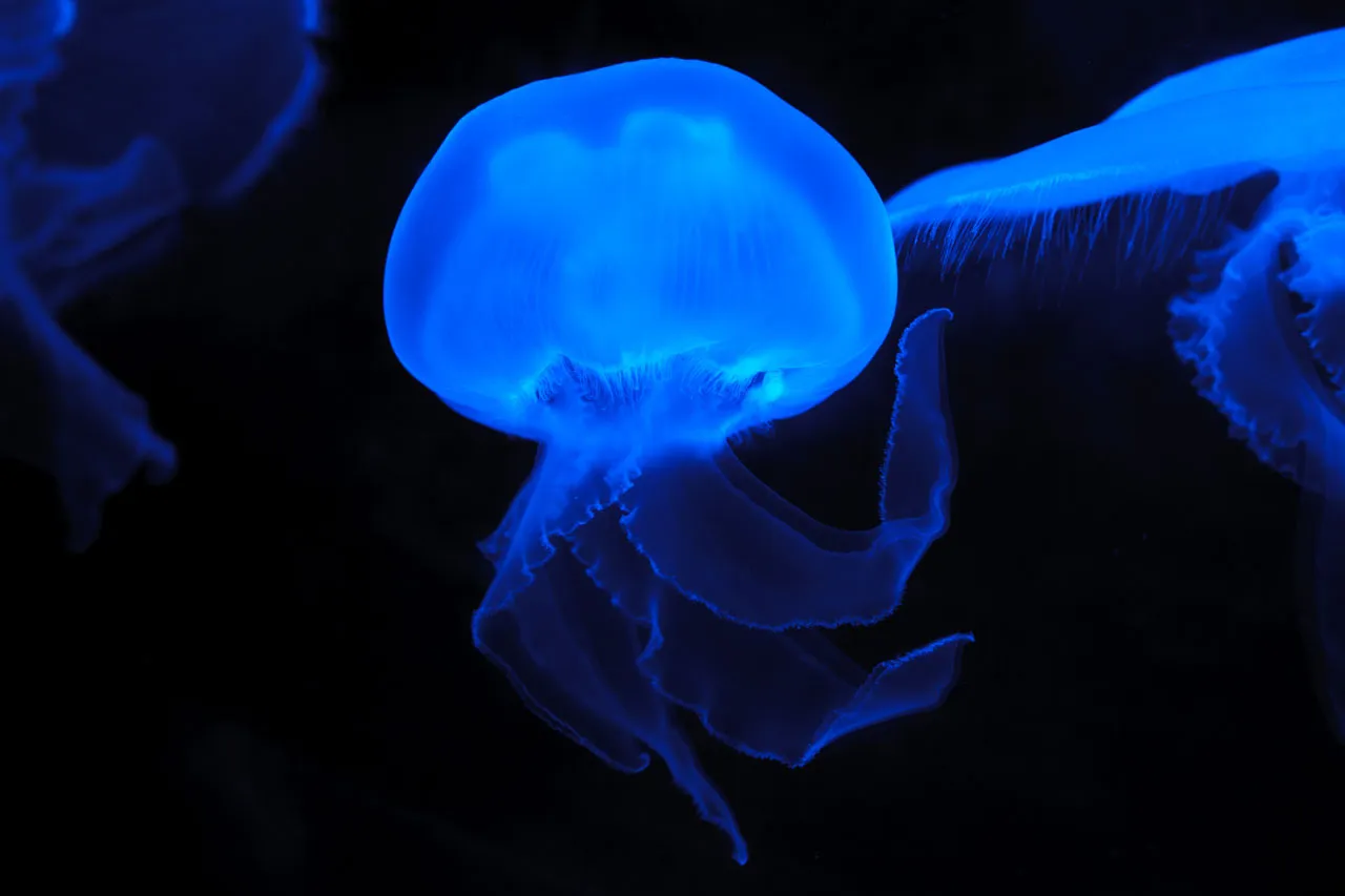 Foto de Medusa lluna