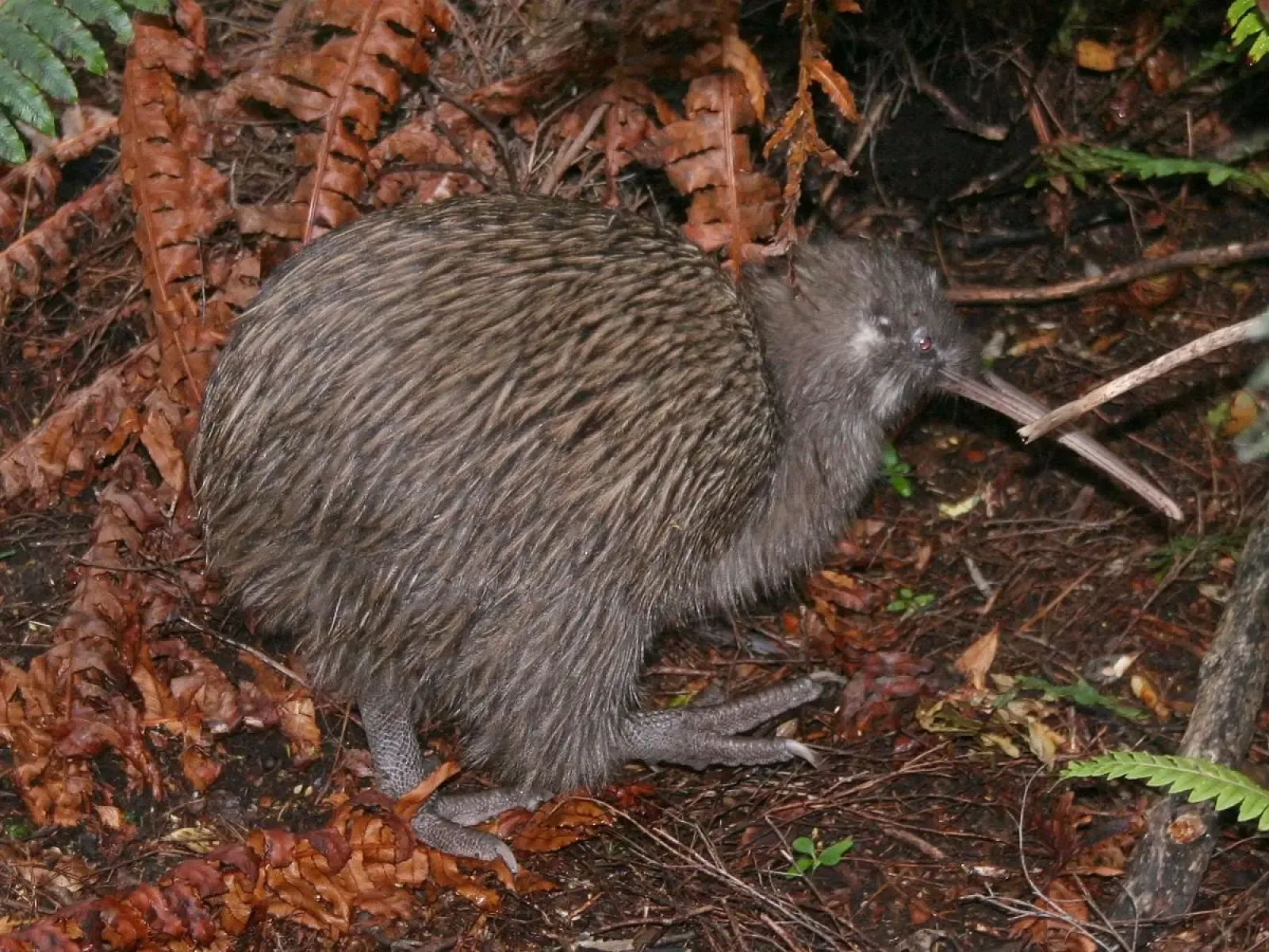 Foto de Kiwi bru de l'illa del Nord