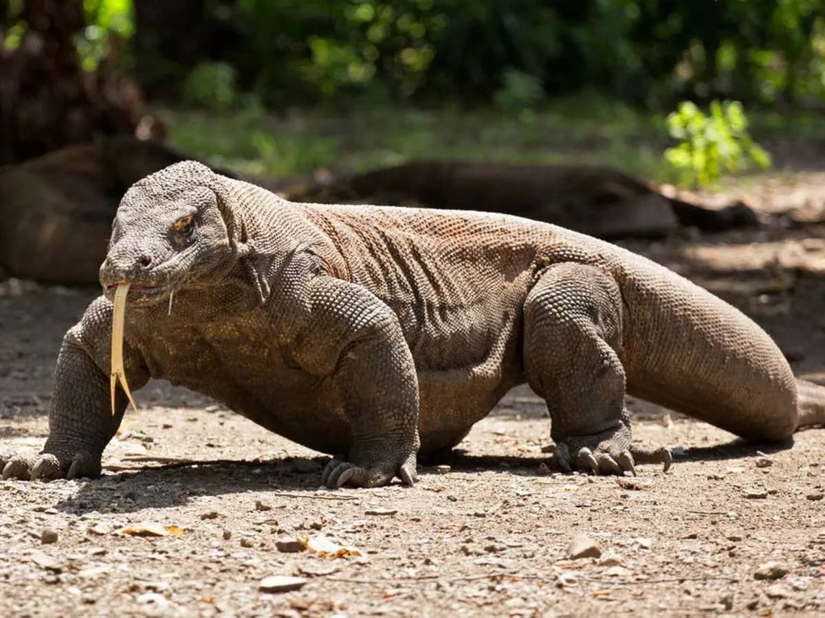 Foto de Drac de Komodo