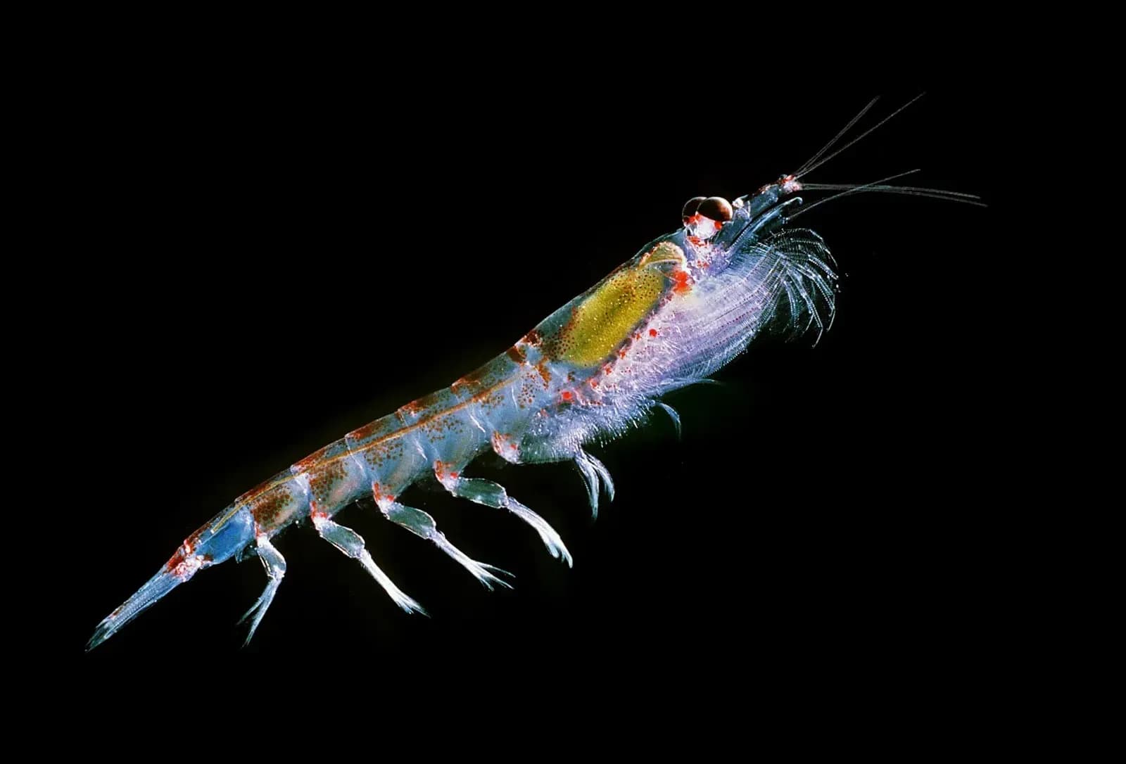 Foto de Krill antàrtic