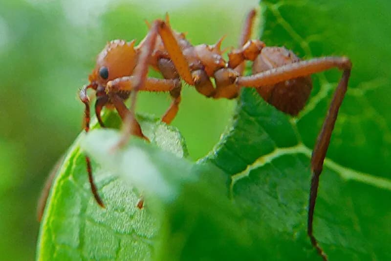 Foto de Formiga talladora de fulles