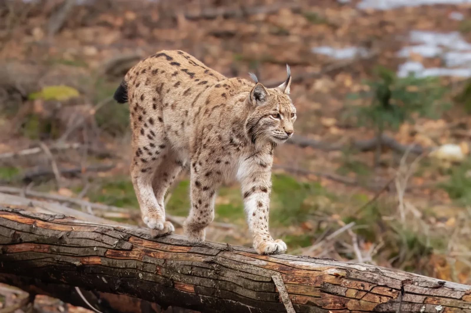 Foto de Linx eurasiàtic