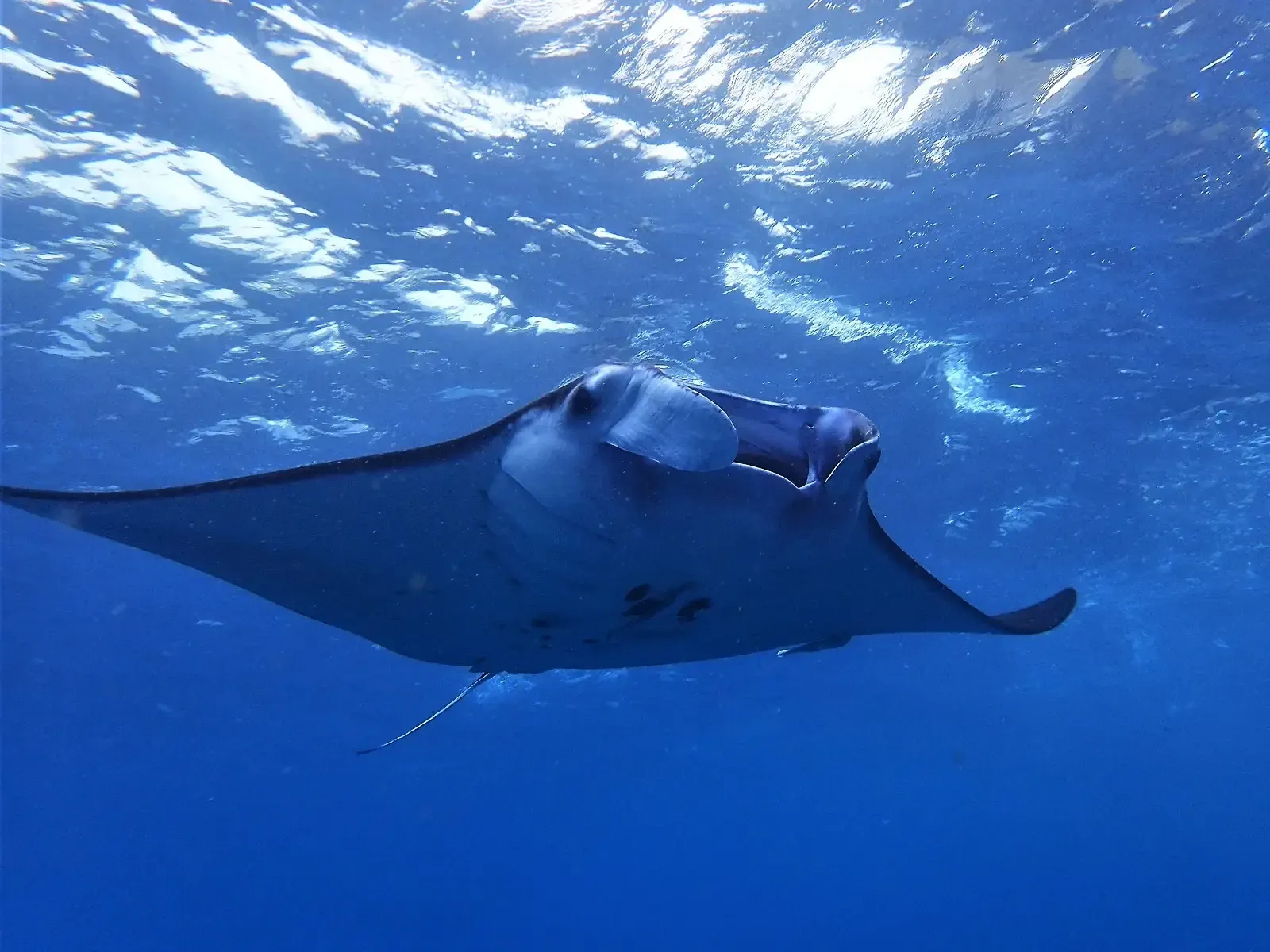 Foto de Manta gegant