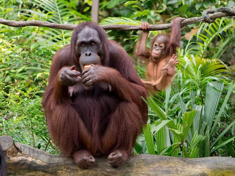 Foto de Orangutan de Borneo