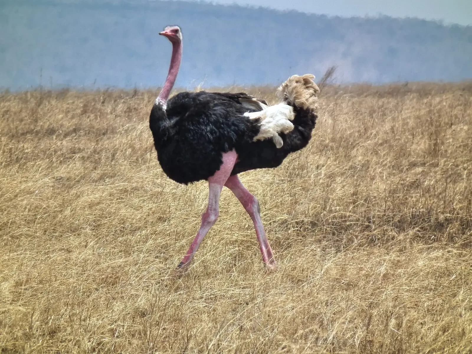 Foto de Estruç