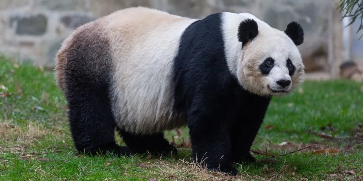 Foto de Panda gegant