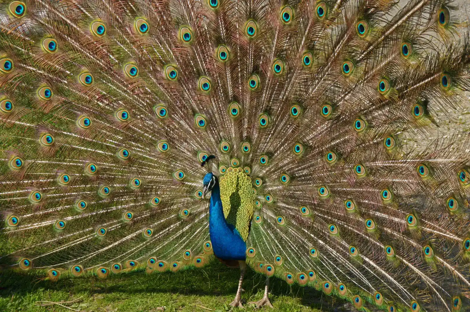 Foto de Paó comú