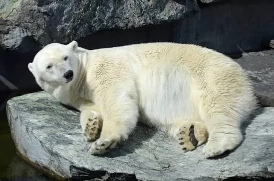 Foto de Ós polar
