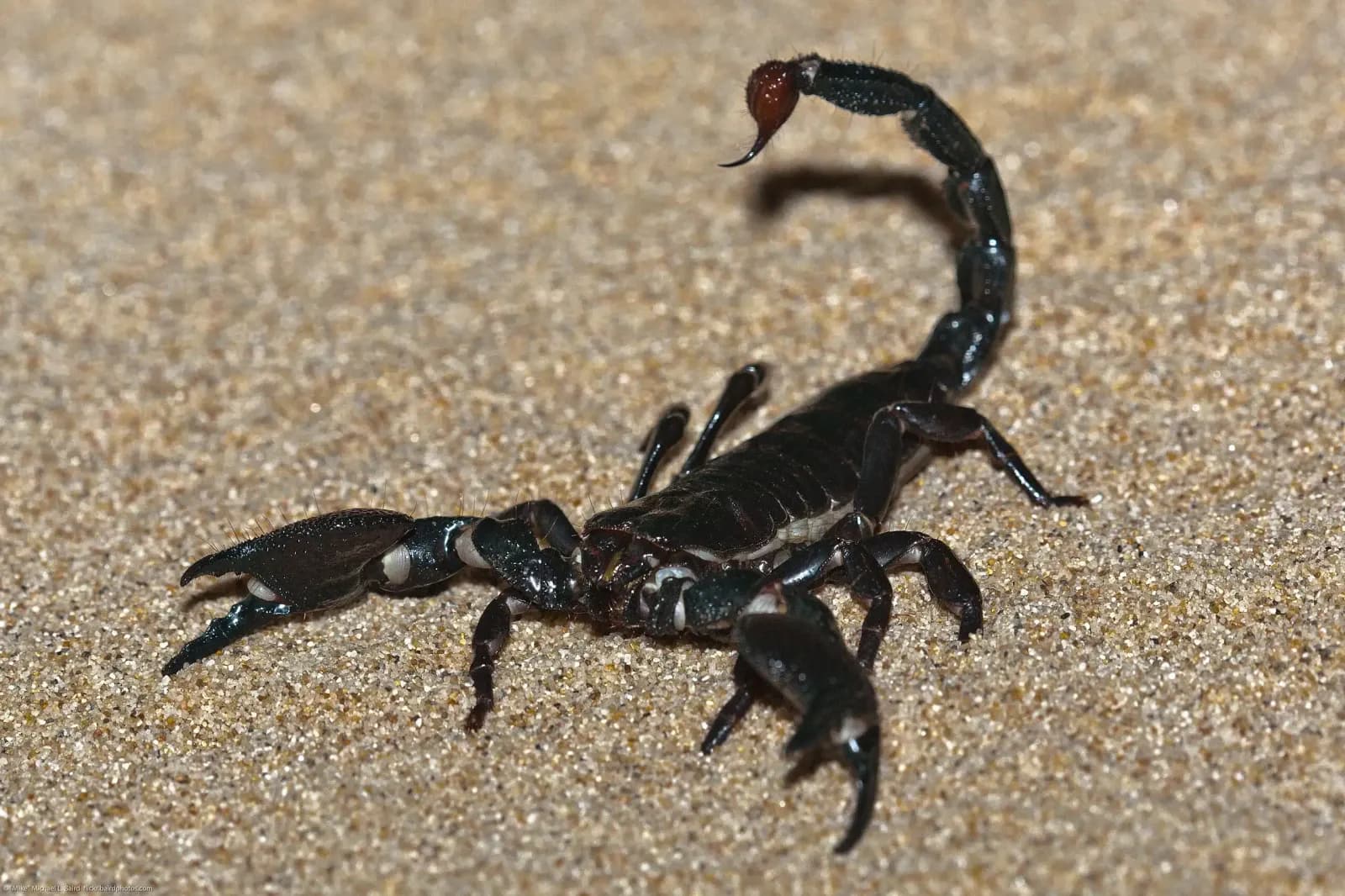 Foto de Escorpí emperador
