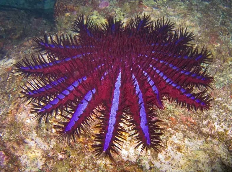 Foto de Estrella corona d'espines