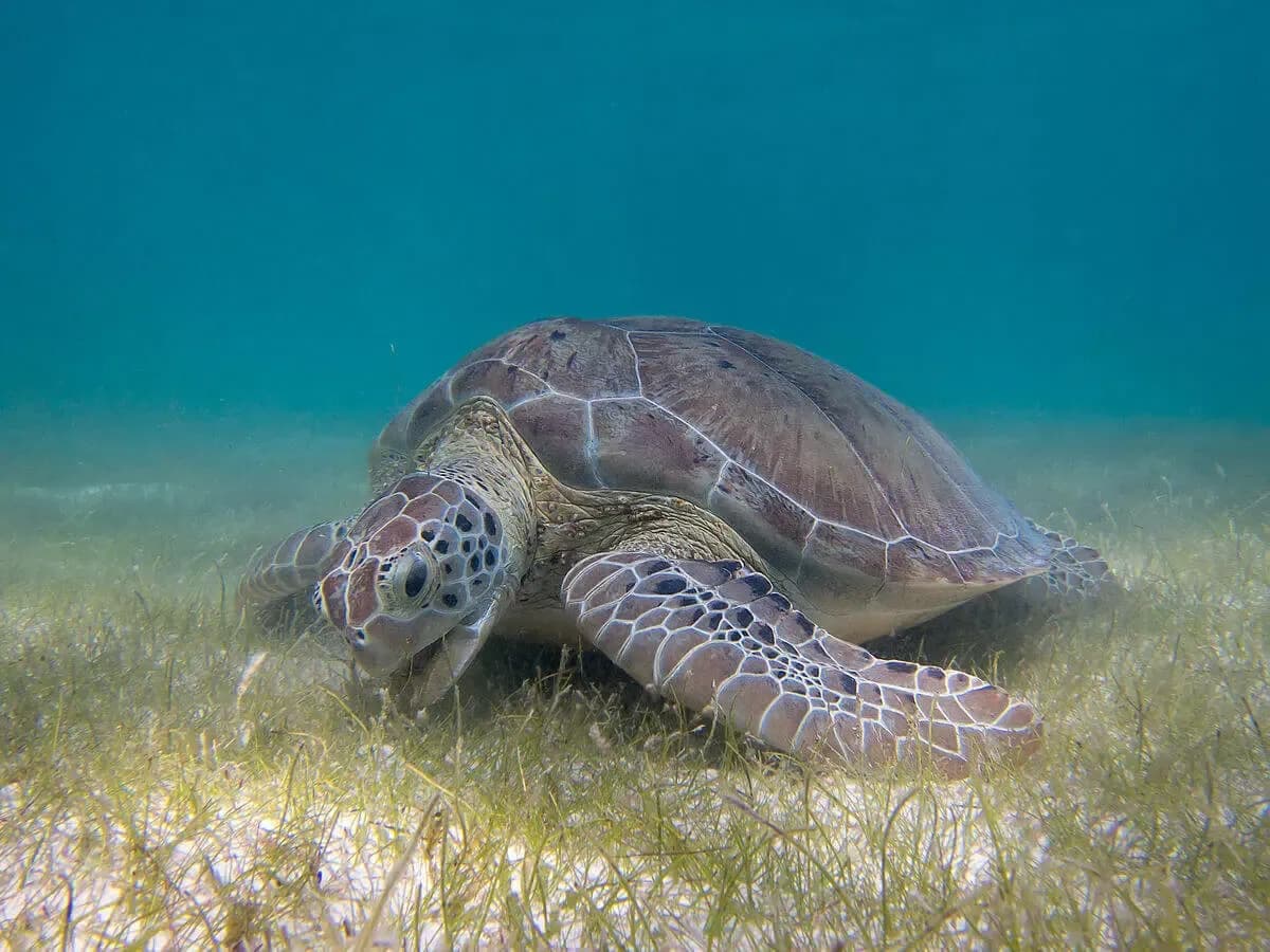 Foto de Tortuga verda