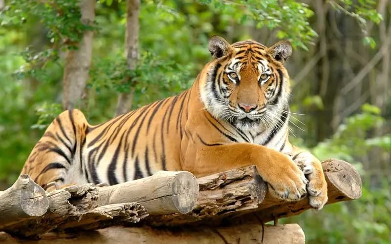 Foto de Tigre de Bengala