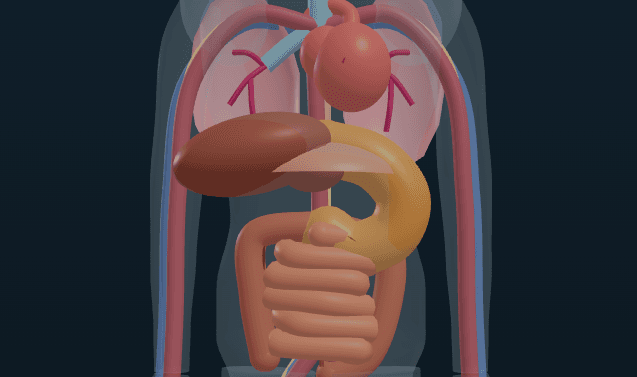 The Human Body Systems, Explained for Kids: Digestive, Respiratory, Circulatory and Nervous