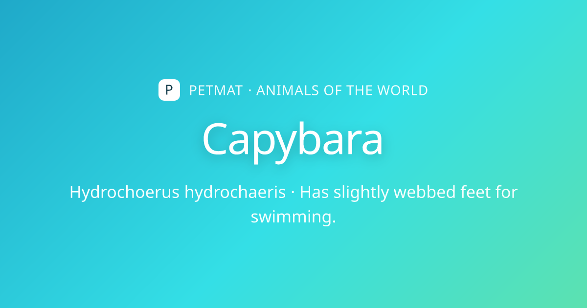 Capybara for Kids — Facts, Home and Body | PetMat