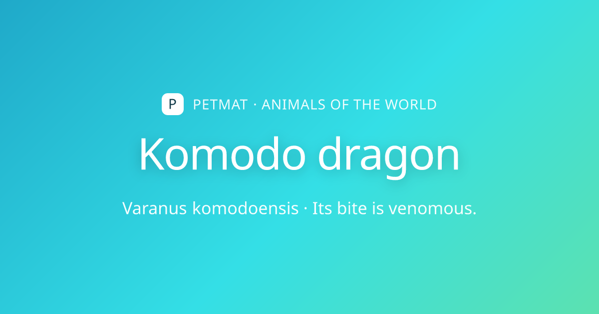 Komodo dragon for Kids — Facts, Home and Body | PetMat