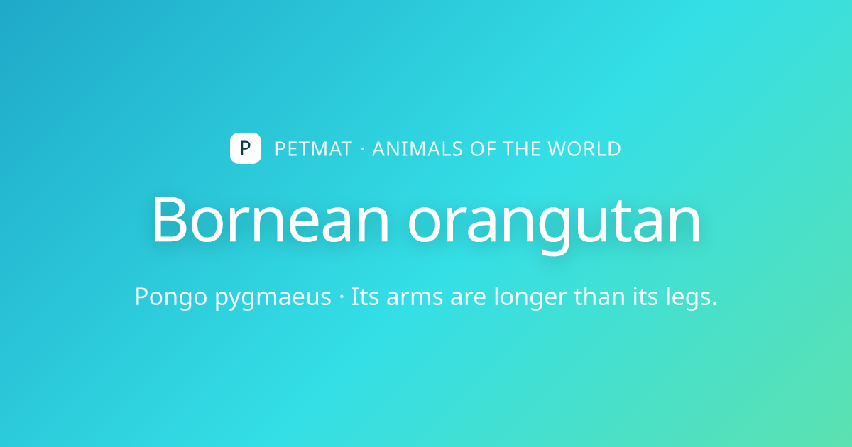Bornean orangutan for Kids — Facts, Home and Body | PetMat