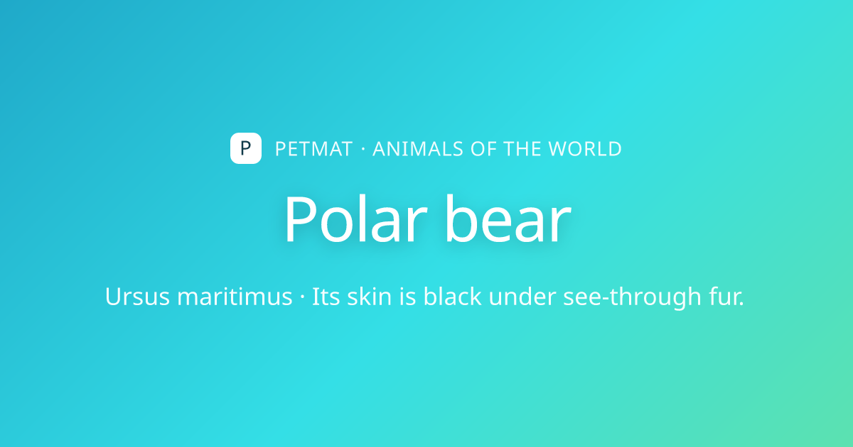 Polar bear for Kids — Facts, Home and Body | PetMat
