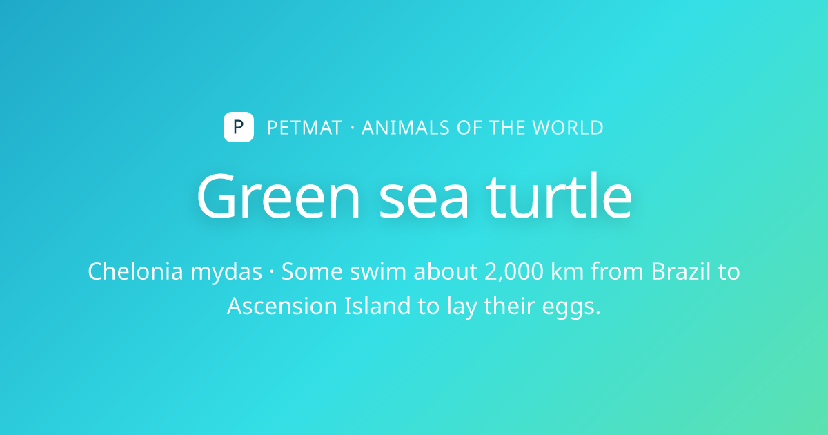 Green sea turtle for Kids — Facts, Home and Body | PetMat