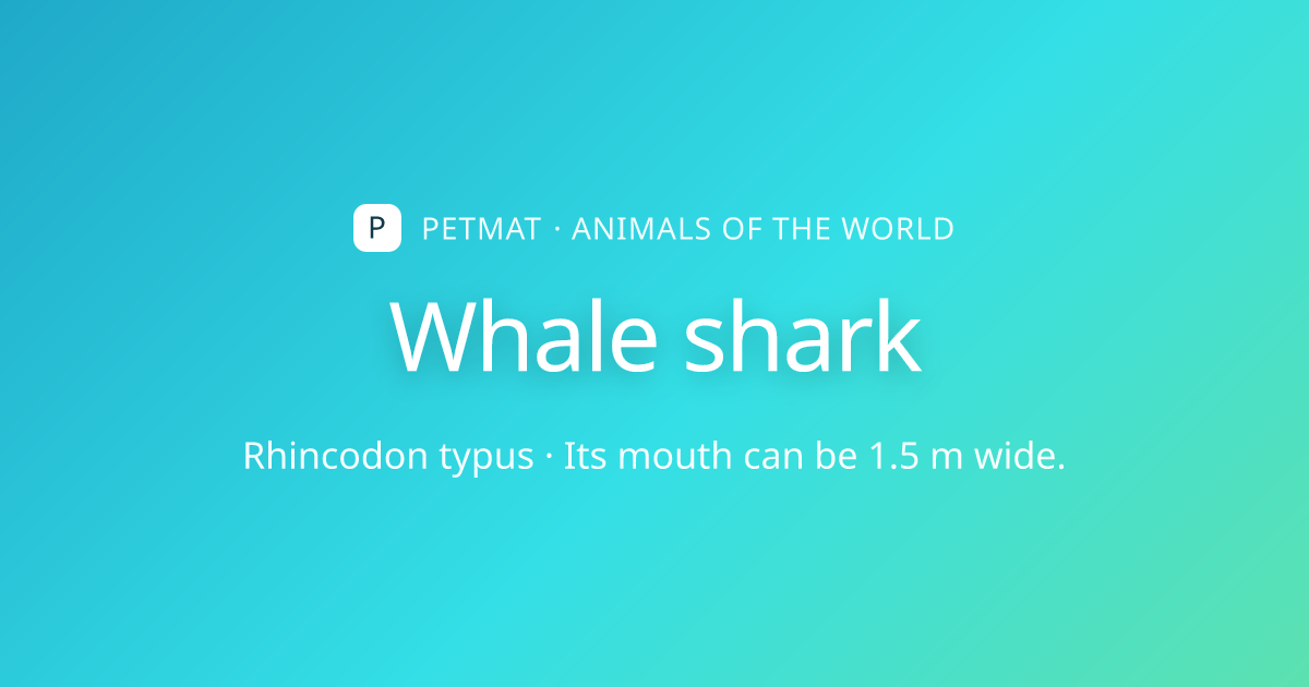 Whale shark for Kids — Facts, Home and Body | PetMat