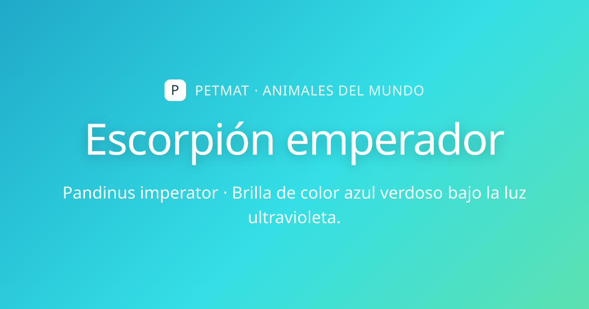 Escorpión emperador para Niños — Datos, Hábitat y Cuerpo | PetMat